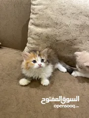  7 قطط شيرازيه