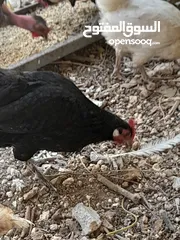  7 جاج محلق جامبو اسود سك فرختين وديك..        .......