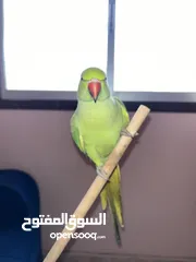  6 1 years parrot