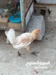  4 زوج دجاج عرب