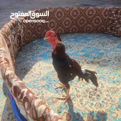  1 ديج هراتي خشن كلش