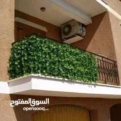  8 رول ورق شجر اخضر كثيف
