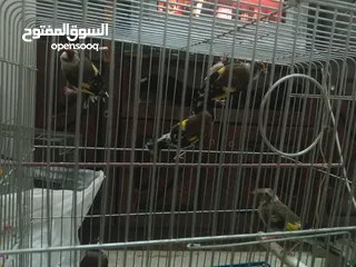  11 حساسين وكنارات نخب اول مقنوة صحة ونضافة