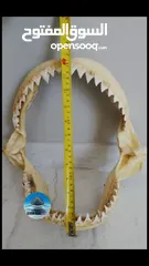  1 إطار فك المفترس نادر للبيع. القرش.     Jaws frame for sale. Shark