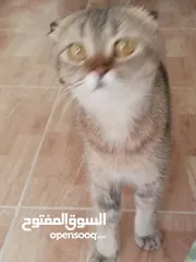  24 قطه كتنز كتن   و بطه عدد 3 بطات   و سلاحف بريه و قطة سيامي كبيره منتجه  تربيه منزليه لقطه كوم هامستر