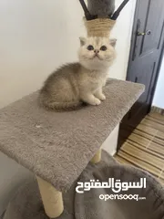  28 سكوتش تريبل فولد وستريت