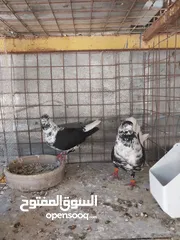  11 حمام نخب صحه ونضافه للبيع