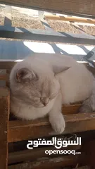  6 3قطط سكوتش فولد