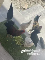  2 دجاج بلدي للبيع