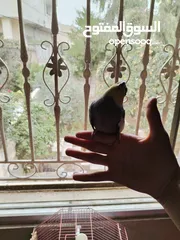  4 ببغاء كوكتيل ذكر اليف