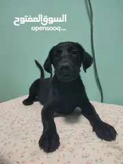  8 Labrador retriever puppies available