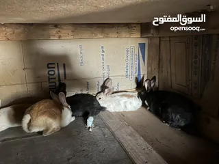  2 تشكيلة ارانب نضيفه بسعر معقول ومغري .