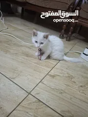  2 قط للبيع لعوب وحنون