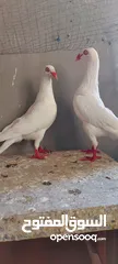  1 جوز سلافر ابيض