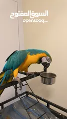  3 macaw  3 years old