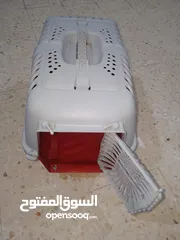  7 قطتين أنثى و ذكر