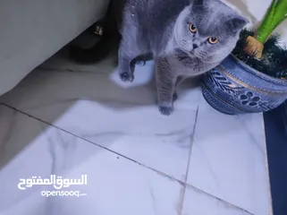  6 اسكوتش مع هملايا