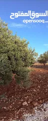  22 للبيع قطعة ارض منطقة نادرة / شرق جرش موقع مميز جدا وبسعر مغري