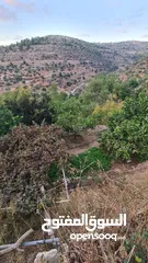  7 حاكورة أرض مزروعة باشجار مثمرة بسعر مغري