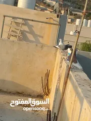  18 حمام للبيع في الزرقاء العالوك بجانب بقالة الصقر التواصل عبر الواتس اب