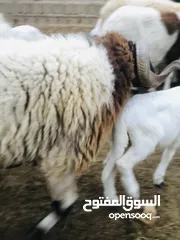  1 زوز كباش جامعات