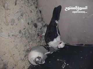  18 4 جواز شغاله  وفحل مكفوله للبيع دون الفراخ 35 دينار كوم