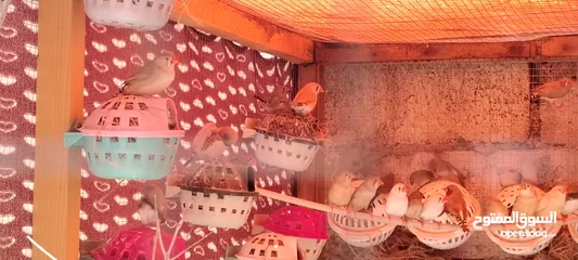  3 طيور حب وزيبرا للبيع بأفضل الأسعارر..........................