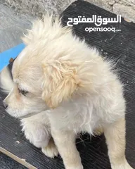  5 كلاب لولو فوكس اعمارهم 5 شهور لعوبين للبيع بسعر لقطه الكلبين  ،،،البيع بداعي السفر فقط ،،،
