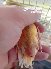  2 جوز كنار على البيض مباشره ان شاء الله