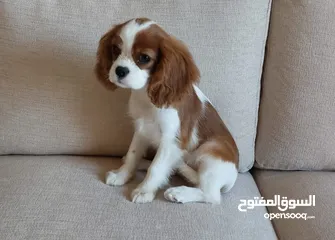  5 Cavalier King Charles Spaniel كلب كنق كافالير