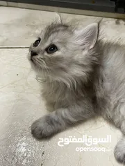  12 قطط صغار للبيع