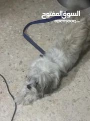  2 كلب زينه مخلص مطعيم معها دفترمطعيم