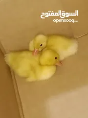  1 بطتين صغار للبيع