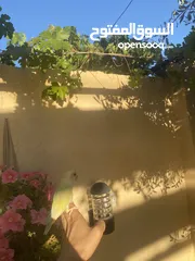  3 أنثى روز أليفه للبيع