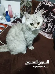  1 قطط للبيع ذكر و انثى