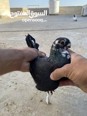 7 كوم حمام للبيع