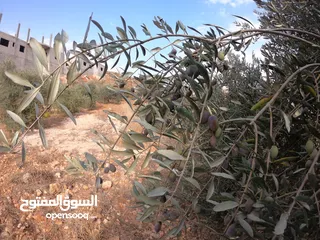  2 للبيع مزرعة زيتون في السلط    مزرعة زيتون في السلط وادي الحلبي من المالك مباشرة (نمرتين مفرو