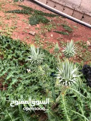  13 مزرعه في سيدي خليفة طريق 17 مشروع ر 1
