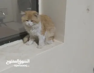  1 شيرازي للبيع