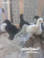  4 مطلوب صيصان كوشن وبراهمه ولوهمان اصلي البزره و