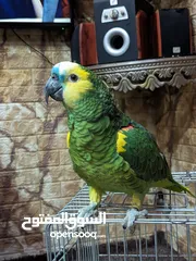 3 ببغاء بلو فرنتيد جاكو امزوني للبيع