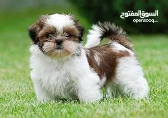  8 كلاب حجم صغير مابكبر