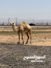  4 ناقه ضحيه طيبه قصا. وسعر حروق