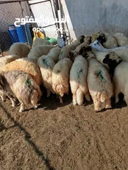  11 ذبيح للبيع طيبه سمان عزيمه ثلاجه خرفان طيبة هرفي جذع وتساب اتصال لتوصيل جميع مناطق قطر سوري بلدي