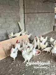  2 ديك كوشن / ديك هجين لون ابيض