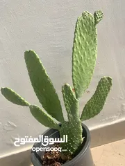  4 Cactus plant-Opontia Plant and Aloe vera