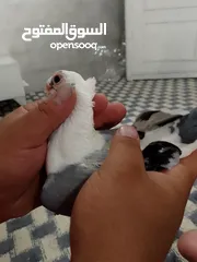  1 طيره اسطنبوليه بصلى على نبي