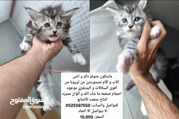  1 قطط ماينكون مستوردة  مستويات قوية جدا mainecoon Maine coon من سلالات أوروبية   ماين كون