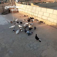  4 حمام للبيع في مادبا