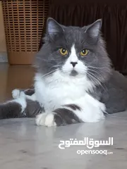  6 قط مكس هملايا اليف  جدا جدا للتبني